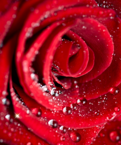 Join Goddess Rachel as a pervert receives his Queening Punishment! 1-800-356-6169